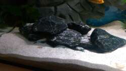 Aquarium Mannis Malawiwelt