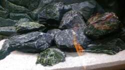 Aquarium Mannis Malawiwelt