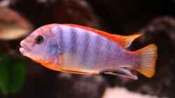 Labidochromis red top Hongi