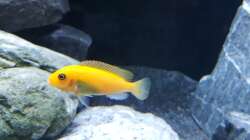 Maylandia estherae Weibchen