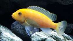 Maylandia estherae Weibchen