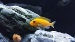 Maylandia estherae Weibchen