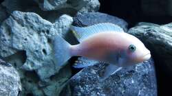 Maylandia estherae Männchen