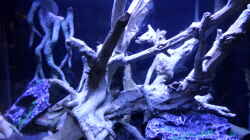 Dekoration im Aquarium Becken 32838