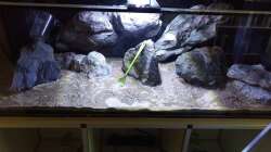 Dekoration im Aquarium NonMbuna by Tobi