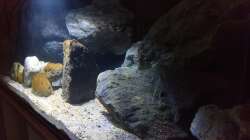 Dekoration im Aquarium NonMbuna by Tobi