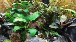 ... mit Nachwuchs von Apistogramma panduro