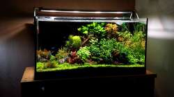 Layout vor Tausch von Kies auf Soil Bodengrund