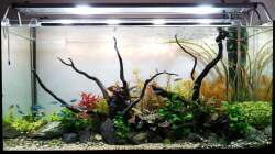 Aquarium Pflanzenwelt (Nur noch Beispiel)