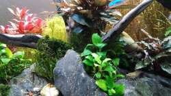 Dekoration im Aquarium Pflanzenwelt (Nur noch Beispiel)