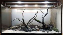 Hardscape mit JBL Sansibar ´River´ im Vorgergrund