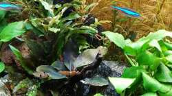 Dekoration im Aquarium Pflanzenwelt (Nur noch Beispiel)