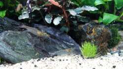 Dekoration im Aquarium Pflanzenwelt (Nur noch Beispiel)