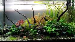 Aquarium Pflanzenwelt (Nur noch Beispiel)