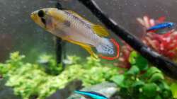 Apistogramma panduro (Männchen)