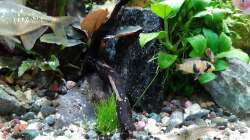 Apistogramma panduro Nachwuchs