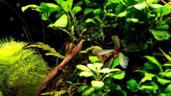 Pflanzen im Aquarium Pflanzenwelt (Nur noch Beispiel)