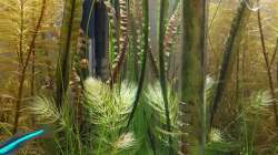 Aqua Rebell Glass Inflow IF13