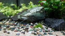 Dekoration im Aquarium Pflanzenwelt (Nur noch Beispiel)