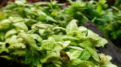 Pflanzen im Aquarium Pflanzenwelt (Nur noch Beispiel)