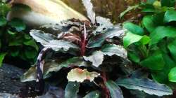 Apistogramma panduro (Männchen)