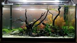 Aquarium Pflanzenwelt (Nur noch Beispiel)