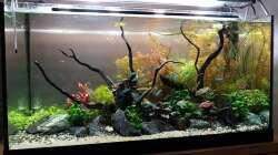 Aquarium Pflanzenwelt (Nur noch Beispiel)