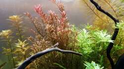 Li -> Re: Proserpinaca palustris, Rotala colorata, Rotala green, Myriophyllum cf.