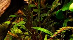 Hygrophila pinnatifida