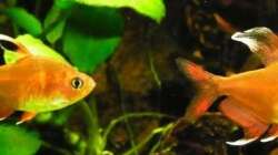 Besatz im Aquarium Pflanzenwelt (Nur noch Beispiel)