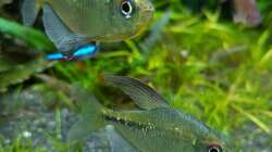 Moenkhausia pittieri