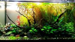 Aquarium Pflanzenwelt (Nur noch Beispiel)