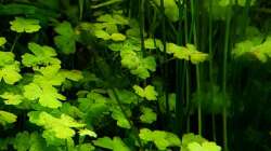 Hydrocotyle tripartita