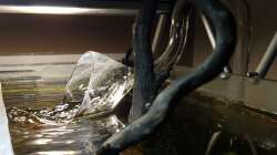 Aqua Rebell Glass Lily Pipe OF2