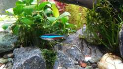 Dekoration im Aquarium Pflanzenwelt (Nur noch Beispiel)
