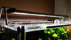 Daytime Cluster 80.4 NeutralWhite