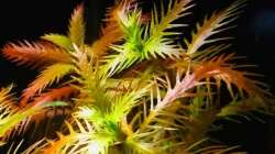 Proserpinaca palustris