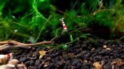 Besatz im Aquarium Kleine Brillanten auf sechs Beinen (Nur noch Bsp.)