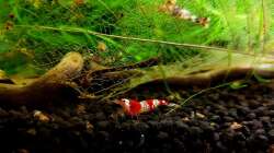 Besatz im Aquarium Kleine Brillanten auf sechs Beinen (Nur noch Bsp.)