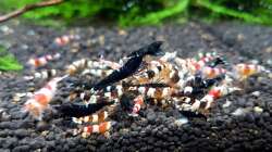 Besatz im Aquarium Kleine Brillanten auf sechs Beinen (Nur noch Bsp.)