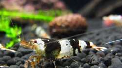 Besatz im Aquarium Kleine Brillanten auf sechs Beinen (Nur noch Bsp.)