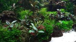 Aquarium Zweiblum´s Wunderland