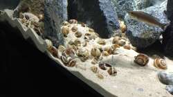 Schneckenfeld Juli 2016