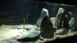 Aquarium Cyprichromis Tank