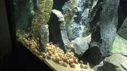 Schneckenfeld zum Startzeitpunkt