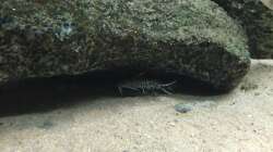 Xenotilapia ochrogenys mit Synodontis lucipinnis