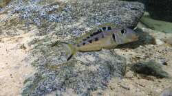 Xenotilapia ochrogenys Männchen