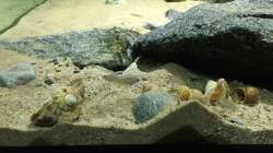 Neolamprologus similis