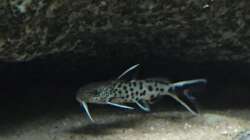 Synodontis lucipinnis