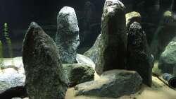 Aquarium Cyprichromis Tank